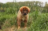 DOGUE DU TIBET 783